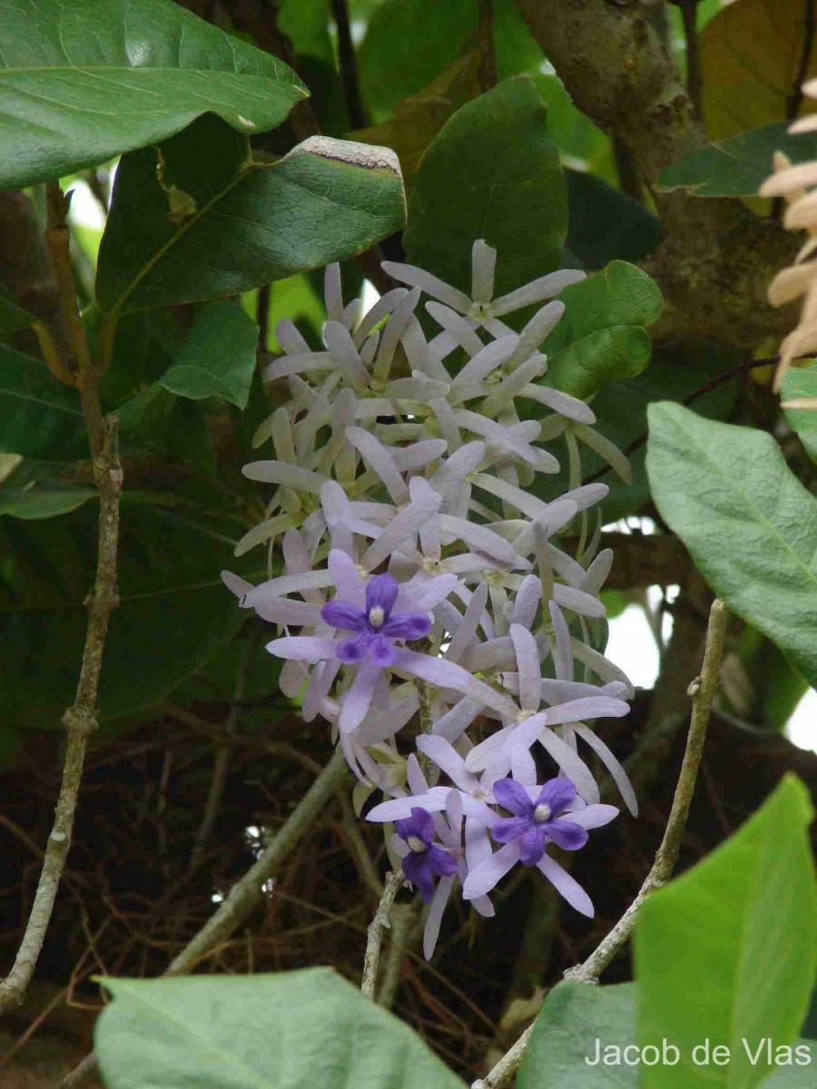 Petrea volubilis L.